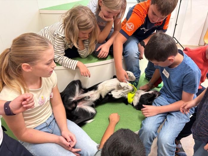 Therapiehund Cooper
